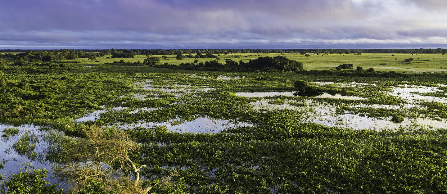 Mato Grosso