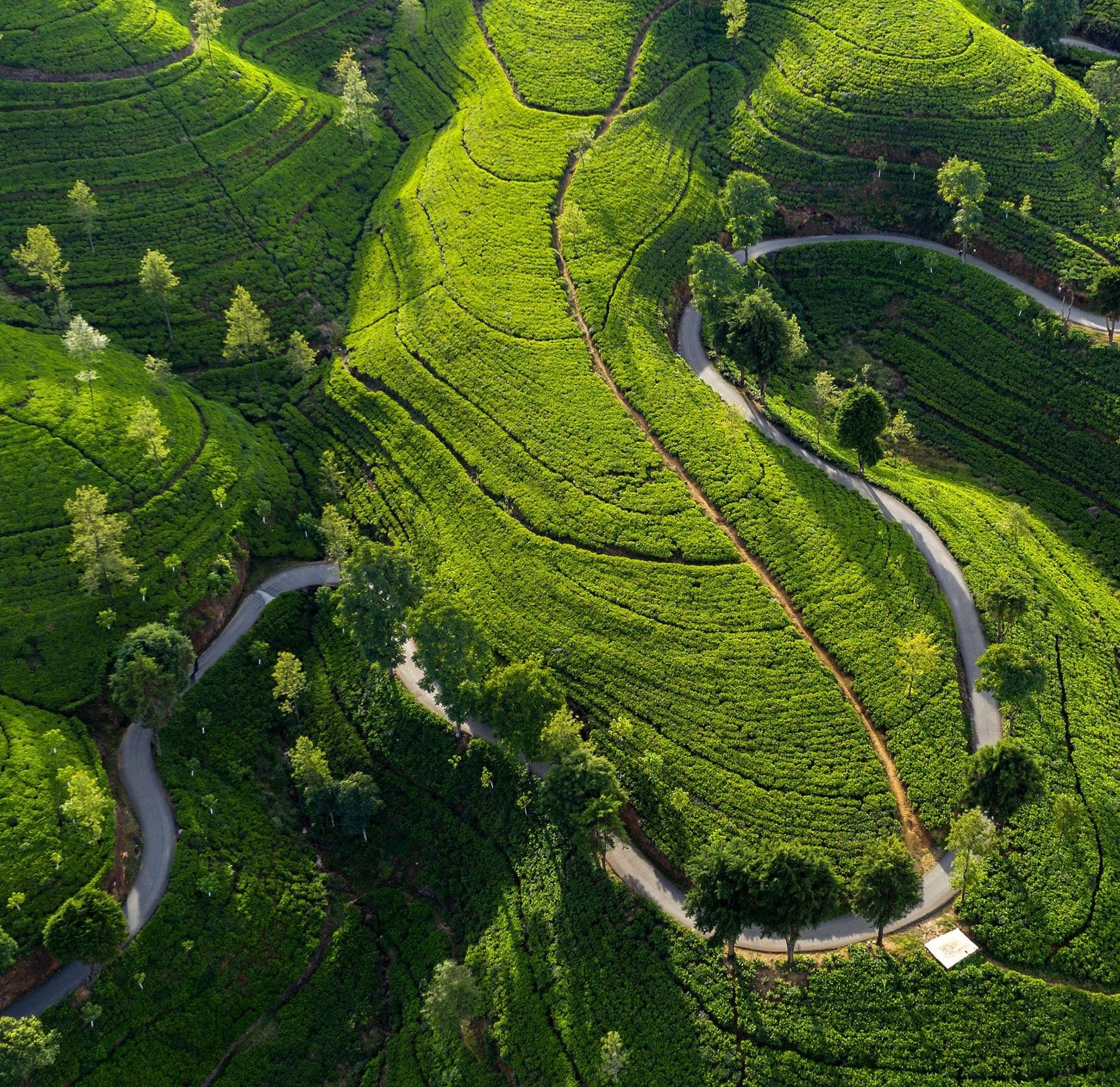 Nuwara Eliya