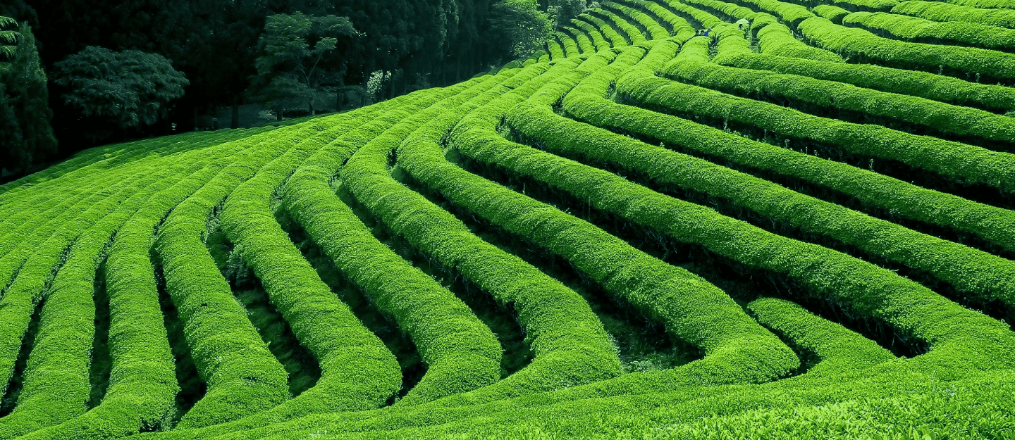 Kericho