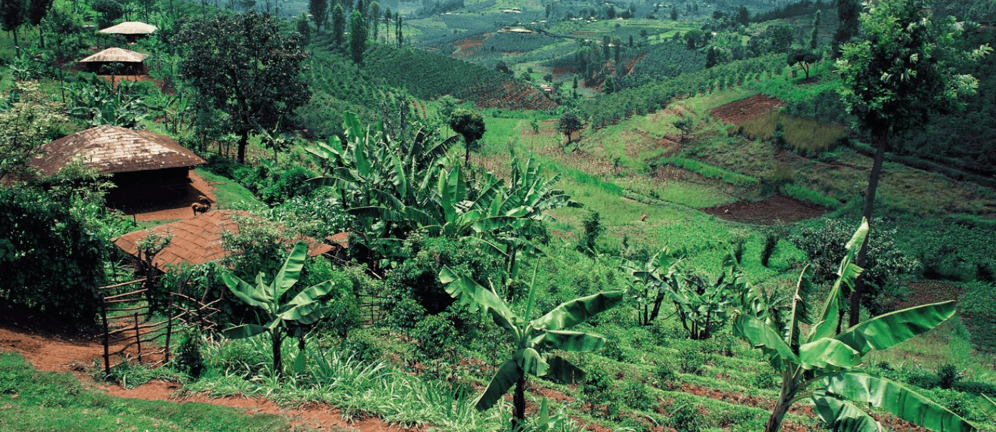 Nyeri