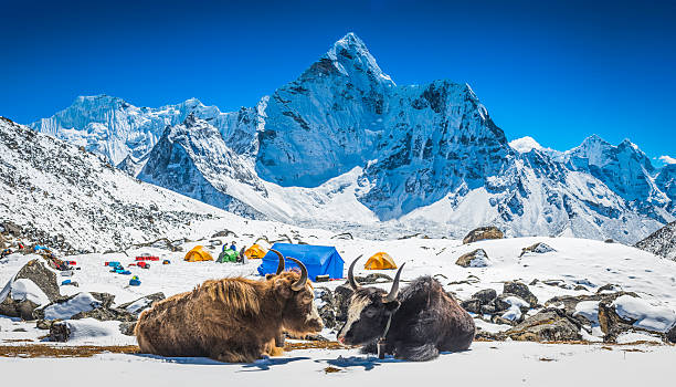 Two yaks resting near a mountain base camp.