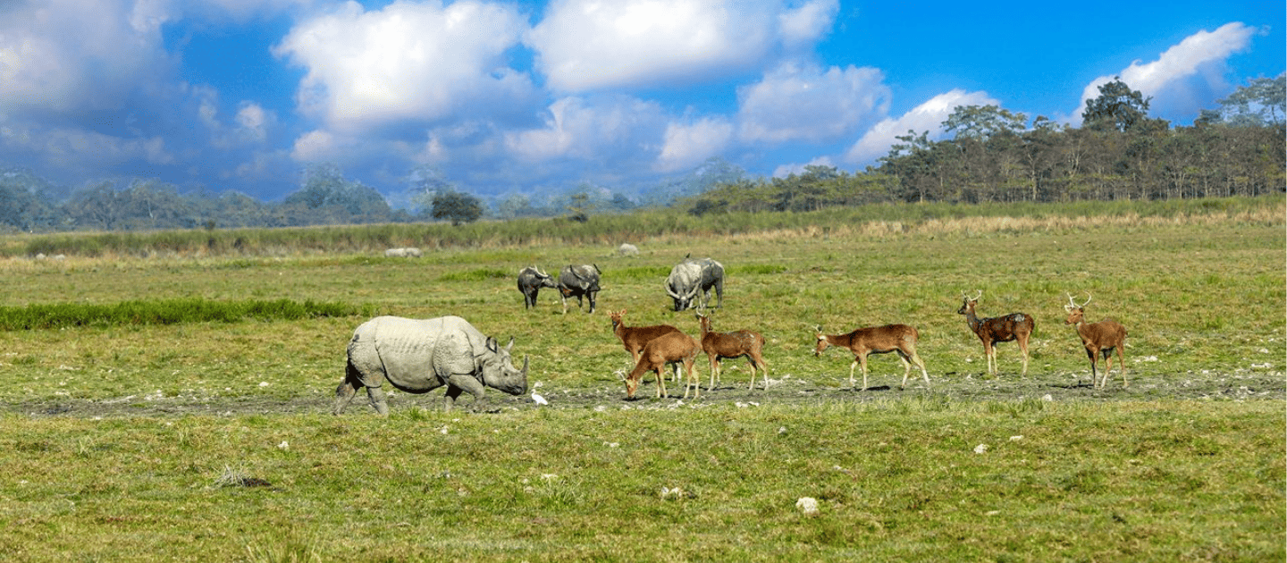 A one-horned rhinoceros grazing in the grasslands of Kaziranga National Park.