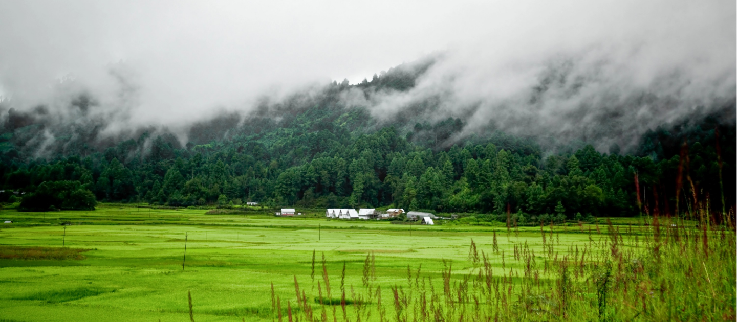 Scenic landscape of a lush green valley featuring expansive rice fields, a small village with sloping roofs, and dense pine forests covered in low-hanging mist