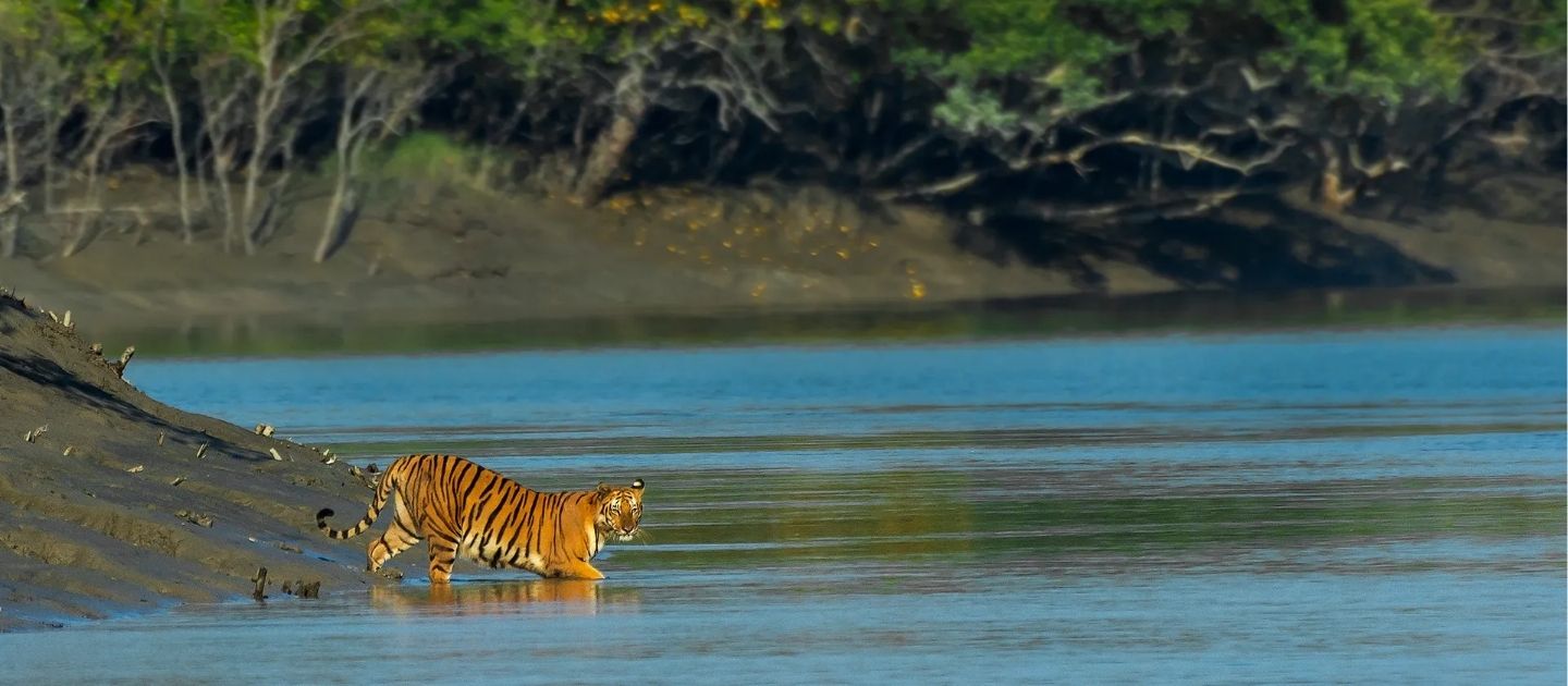 Sundarbans image