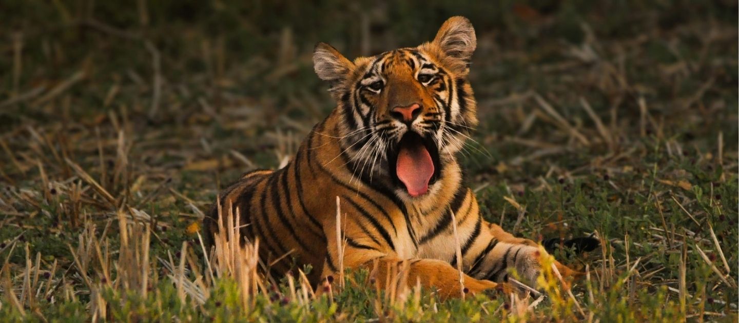 Tadoba-Andhari Tiger Reserve image