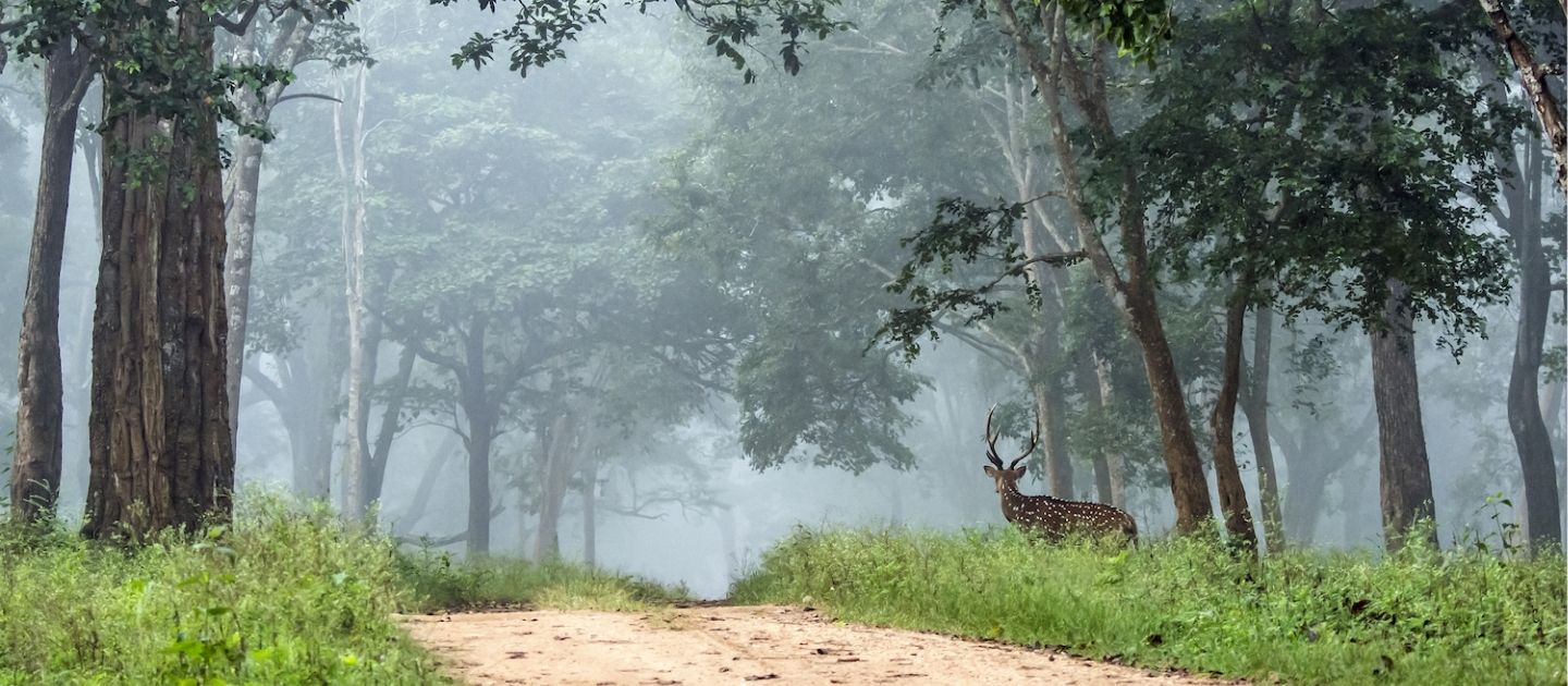 Nagarhole National Park image