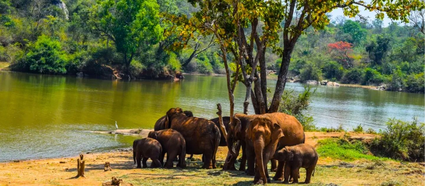 Bannerghatta National Park image